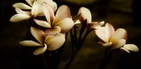 Abstrakte Leelawadee Blüte