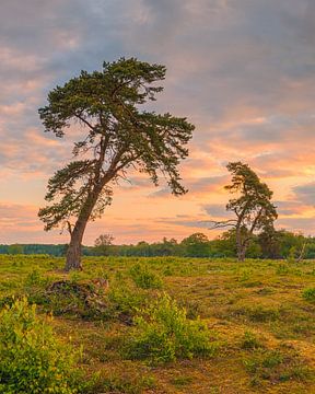 Zonsopkomst in het Nationale Park Drentsche Aa van Henk Meijer Photography