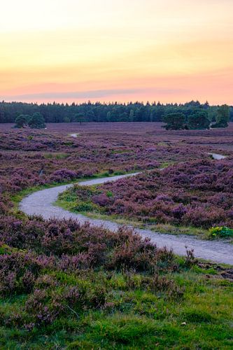 Bloeiende Heide in een heidelandschap landschap tijdens zonsondergang