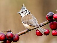 Haubenmeise zwischen den Äpfeln