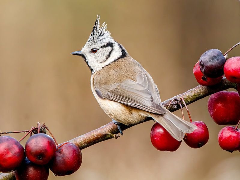 crested tit between the apples by Arnoud van der Aart