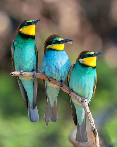 Bee-eaters