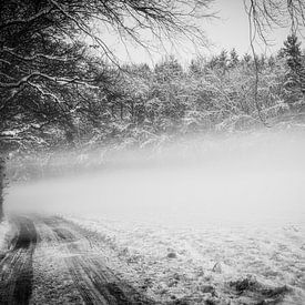 Forest path lost in the fog in black and white by Nicc Koch
