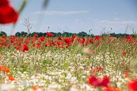 Champ de coquelicots