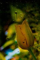 The Flower and Rain