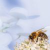 Macro d'une abeille sur une fleur d'hortensia sur ManfredFotos