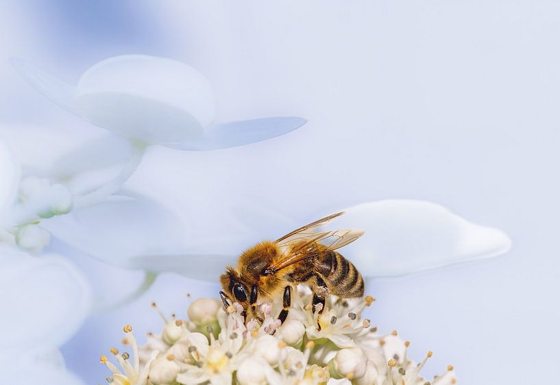 Macro of a bee on a hydrangea flower by ManfredFotos
