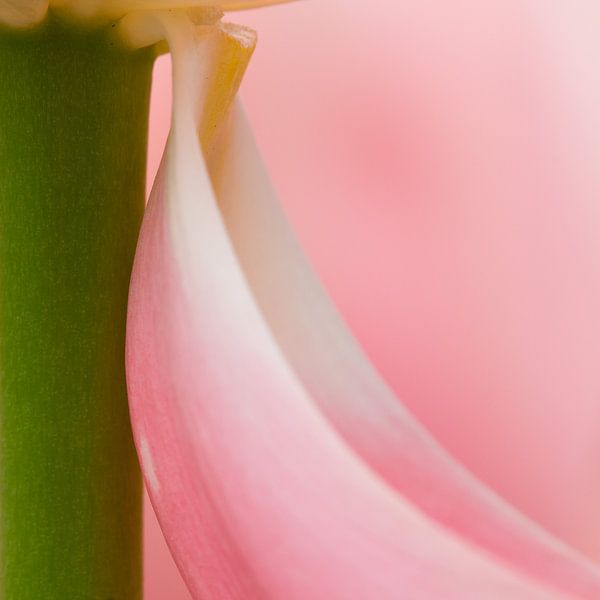 abstracte tulp by Maura Klumper