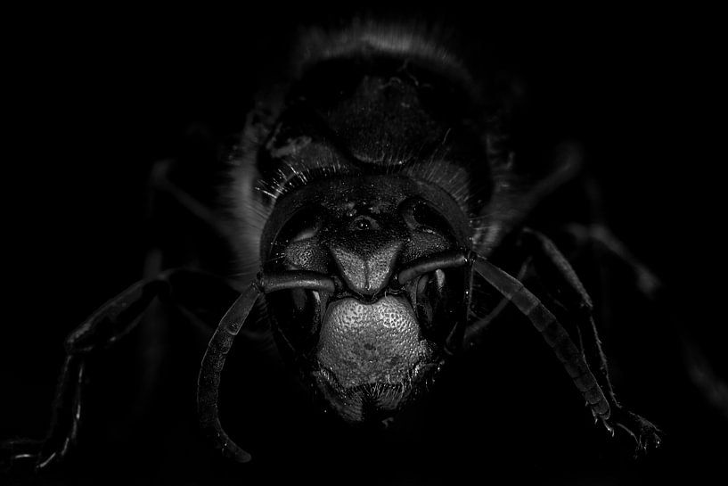 Hornet by Malte Pott