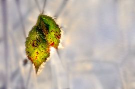 Gemeinsam. von Nordwin Alberts / Moving Stills