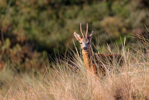 Chevreuil (Capreolus capreolus)