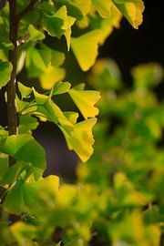 Ginkgo d'automne
