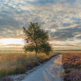 Sonnenaufgang in der Regte Heide. von Miranda Rijnen Fotografie