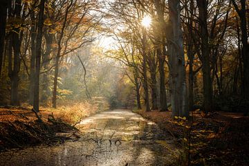 Forêt aux couleurs de l'automne sur Boudewijn Vermeulen