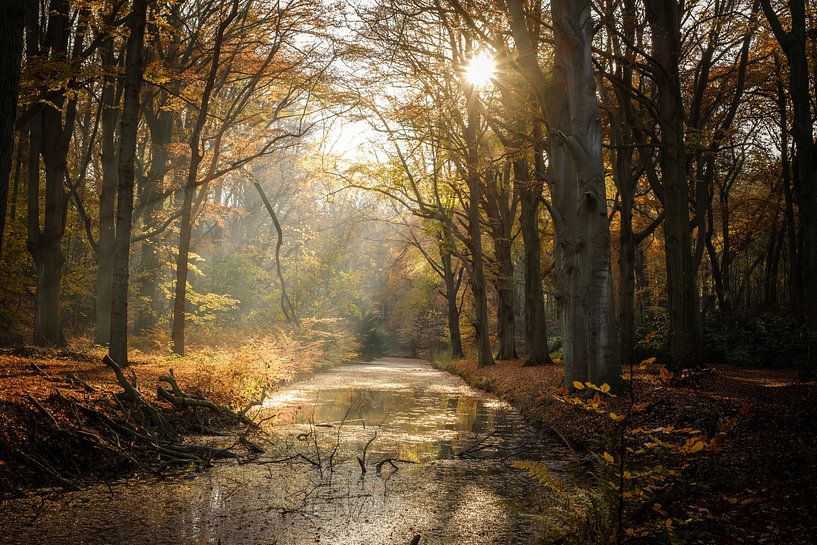 Forest in autumn colours by Boudewijn Vermeulen