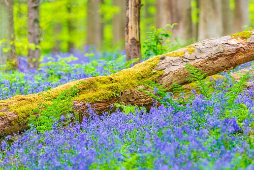 Wilde hyacinten bloemen in het bos in het voorjaar