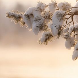 Verschneiter Tannenzweig im sanften Winterlicht von Melissa Peltenburg