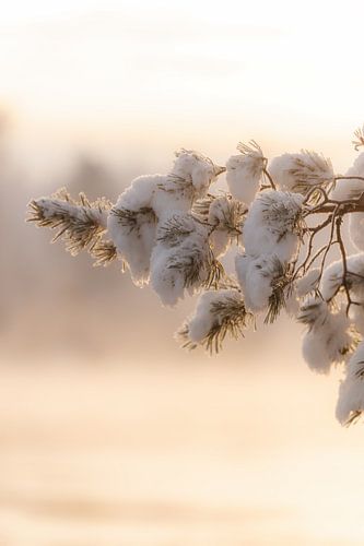 Snow-covered pine branch in soft winter light by Melissa Peltenburg