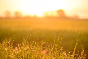 Sonnenaufgang über einem Feld mit Tau auf dem Gras an diesem frühen Frühlingsmorgen von Sjoerd van der Wal