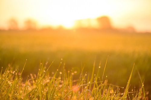Lever de soleil sur un champ avec de la rosée sur l'herbe en ce début de matinée de printemps