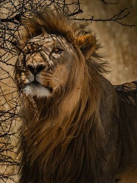 Afrikaanse Leeuw van lousfoto