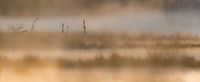 Strabrechtse Heide 237