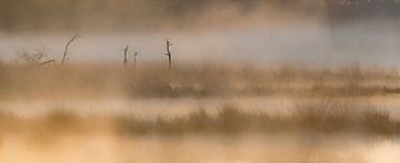 Strabrechtse Heide 237 van Deshamer