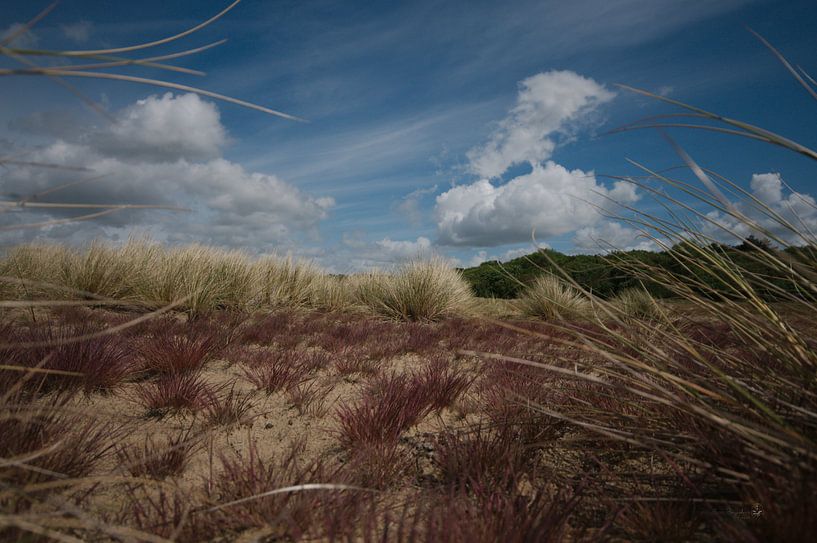 Le pays des dunes par Erik Reijnders