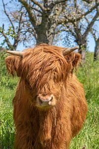 Jeune taureau Galloway