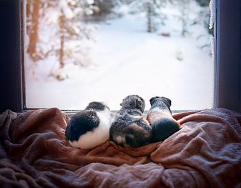 Meerschweinchen's Blick auf Winterlandschaft vor dem Fenster