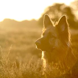 Schäferhund  von Anita Moek