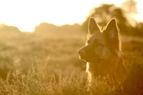 German Shepherd