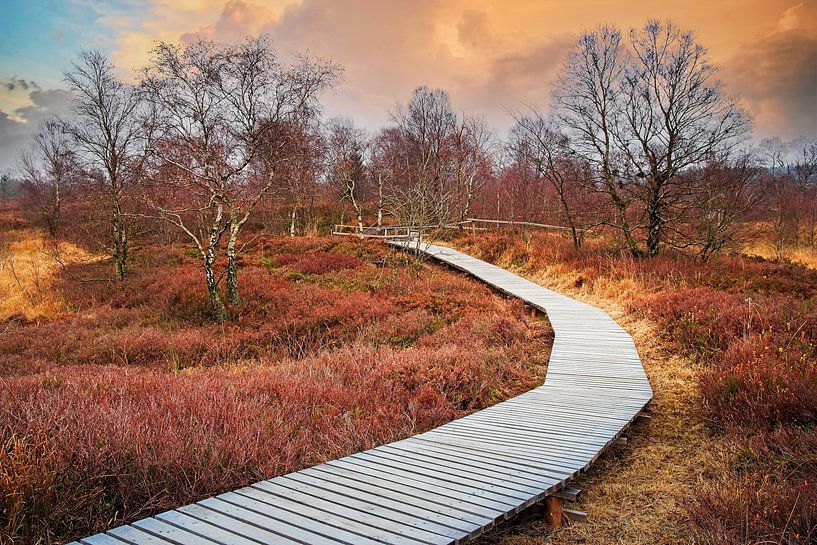 Brackvenn @ High Fens Eupen by Rob Boon