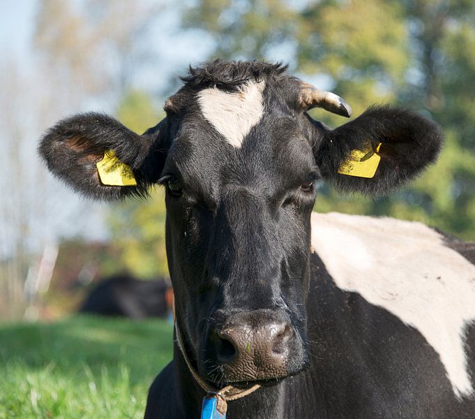 zwartbonte koe von ChrisWillemsen