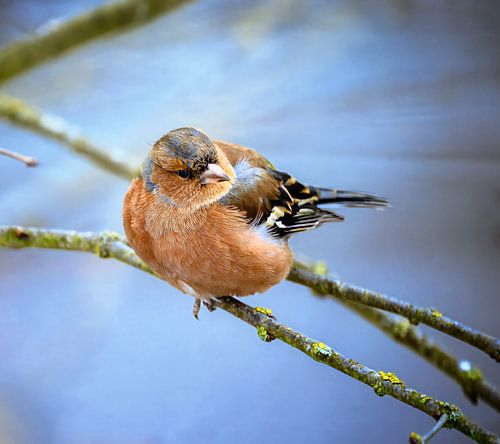 Close-up van een mannelijke vink op een tak