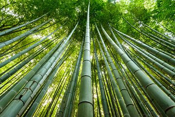 Bamboe bos van Peter Postmus