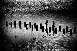 Cormorans sur les poteaux du lac en noir et blanc sur Theo Fokker