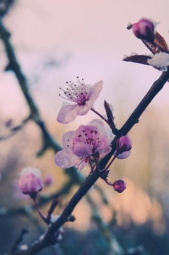 Close up van een bloesemtak met sneeuw