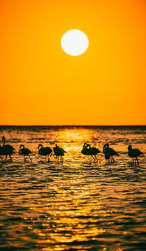 Flamingo's bij zonsondergang in Walvis Bay Namibië, Afrika van Patrick Groß