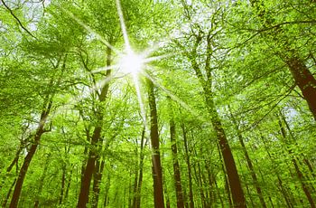 Lumière du soleil dans la forêt