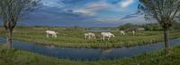 Kühe grasen im Nationalpark de Wieden Overijssel.