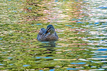 Psychedelic Duck