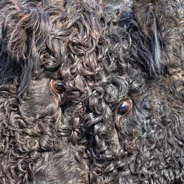 Close-up of frolicking Galloway bulls.