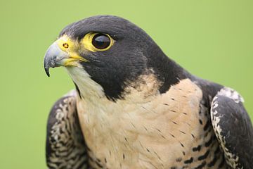 Slechtvalk (Falco peregrinus) van Ronald Pol