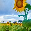 sunflowers by eric t'kindt