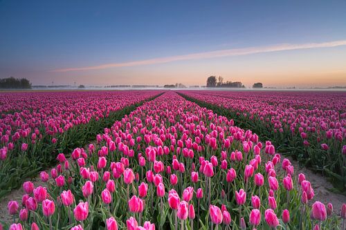 Nederlandse Tulpen