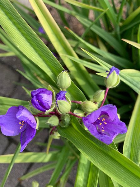 Bloem van Janneke Bijl