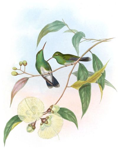 Smaragd mit Weißbauch, John Gould