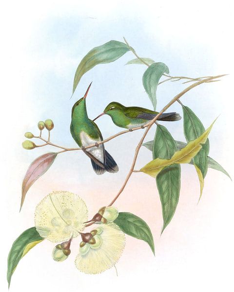 Smaragd mit Weißbauch, John Gould von Hummingbirds