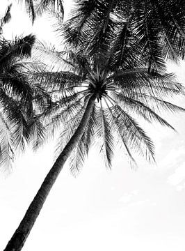 Photo en noir et blanc de palmiers sur Bianca ter Riet